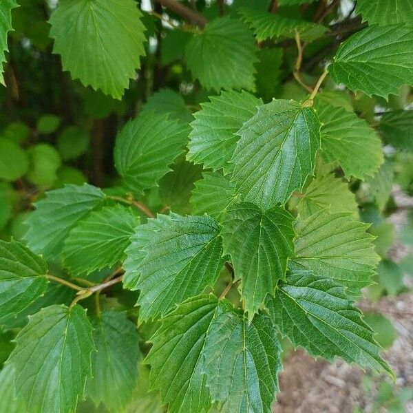 Viburnum dentatum Leaf