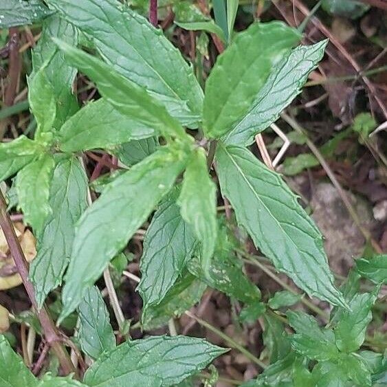 Mentha spicata ഇല