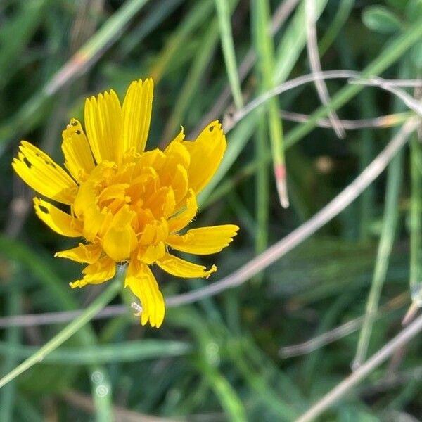 Scorzoneroides autumnalis Bloem