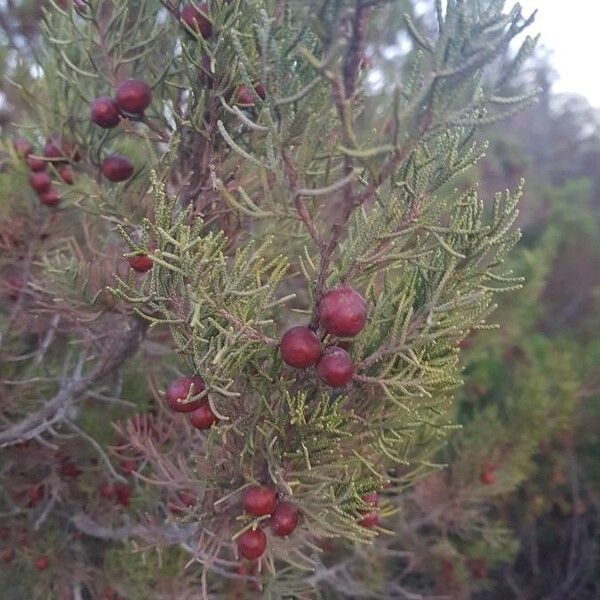 Juniperus phoenicea Lehti