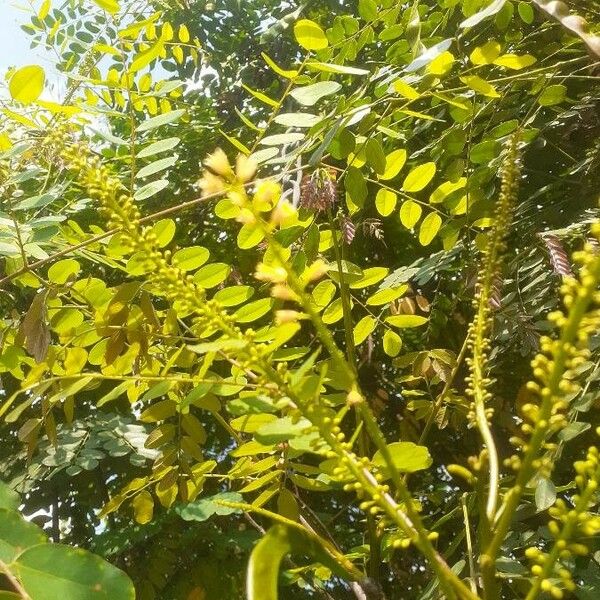 Adenanthera pavonina Floro