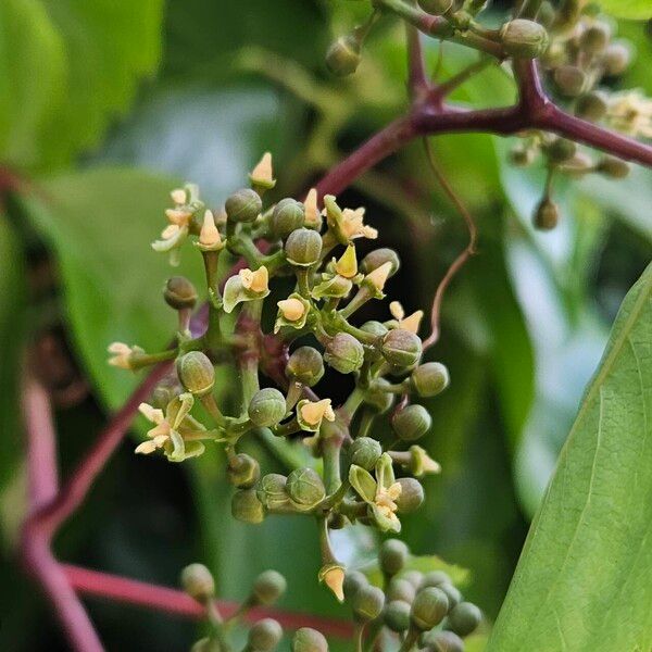 Parthenocissus inserta Bloem