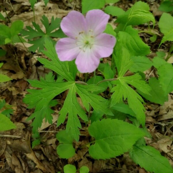 Geranium maculatum Цвят