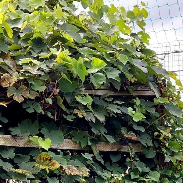 Vitis labrusca List