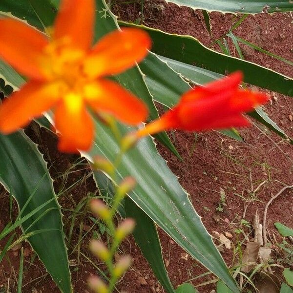 Crocosmia × crocosmiiflora Feuille