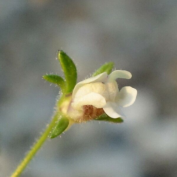 Chaenorhinum minus Flor