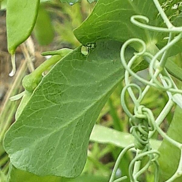 Lathyrus ochrus Blatt