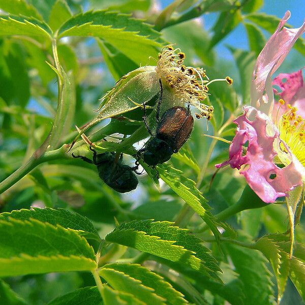 Rosa canina Flower