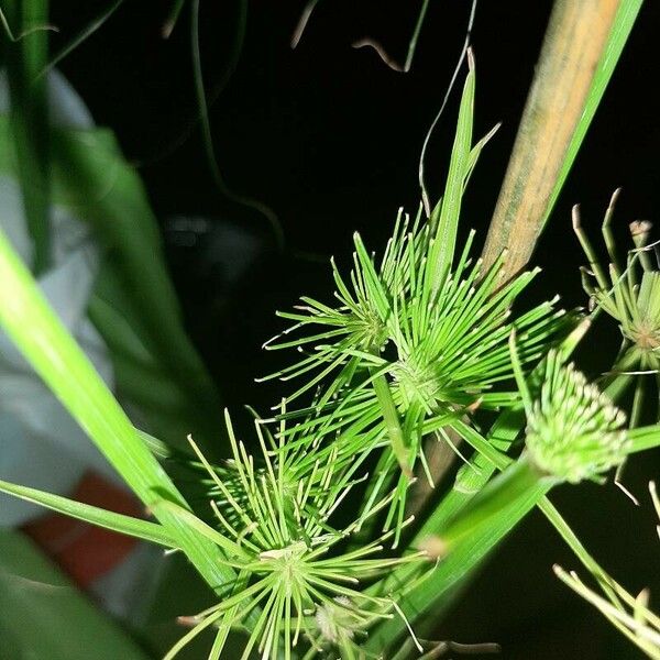 Cyperus haspan Leaf