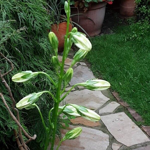 Campanula persicifolia Цветок