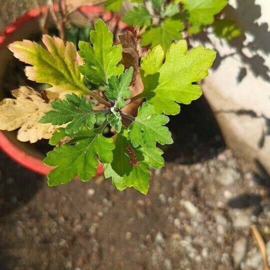 Chrysanthemum × grandiflorum Bark