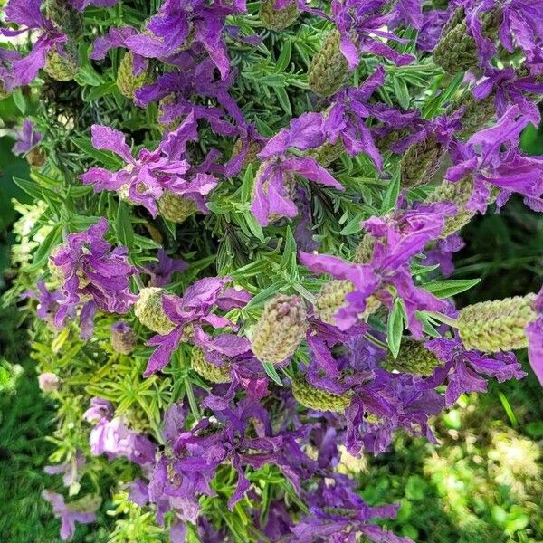 Lavandula stoechas Цветок