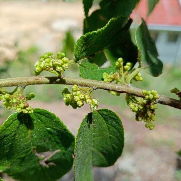 Trema orientale Blomma