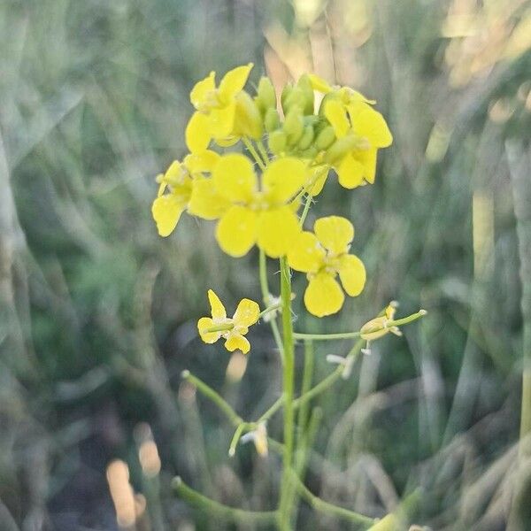 Sisymbrium loeselii Květ