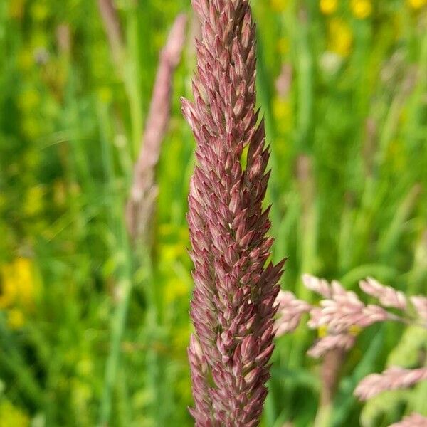 Holcus lanatus Flower