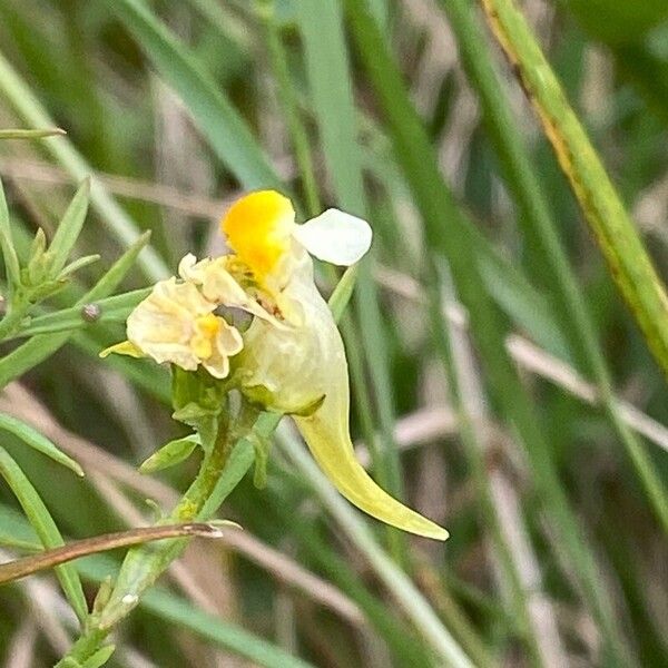 Linaria vulgaris Blodyn