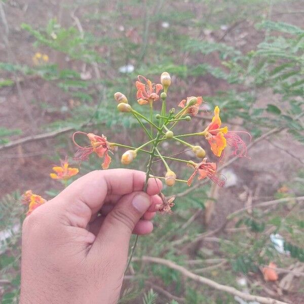 Caesalpinia pulcherrima Blomma