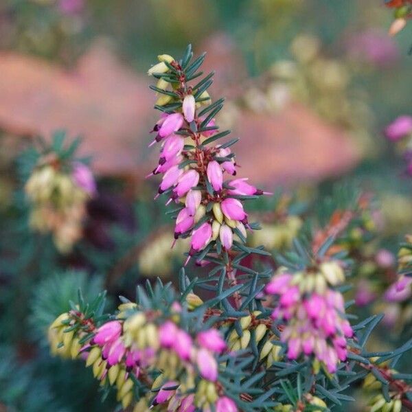 Erica carnea Blomst