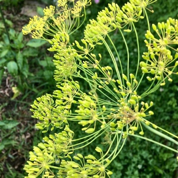 Anethum graveolens Frukt