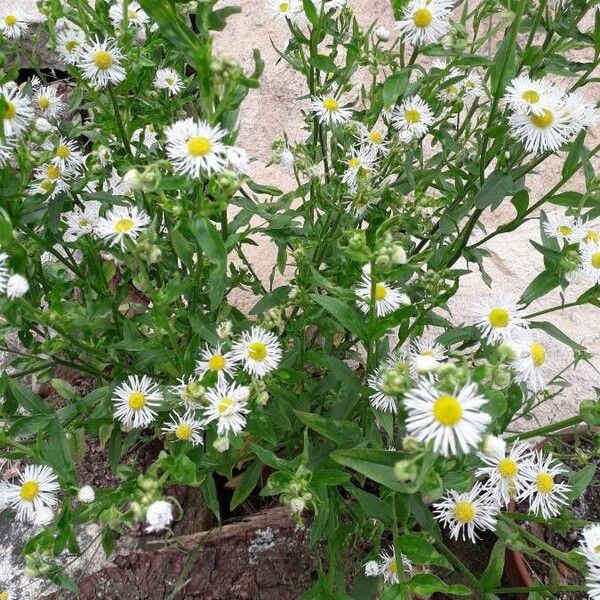 Erigeron annuus Flower