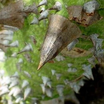 Ceiba pentandra ᱮᱴᱟᱜ