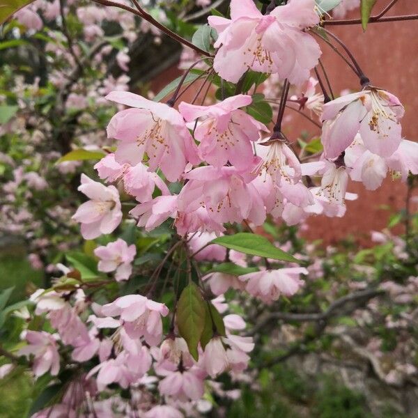 Malus halliana Blomst