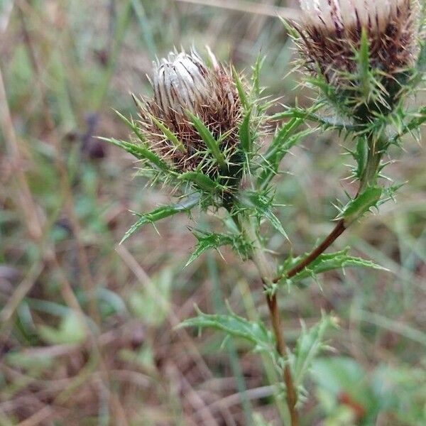 Carlina vulgaris Інше