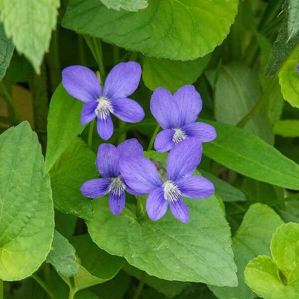 Viola cucullata 花