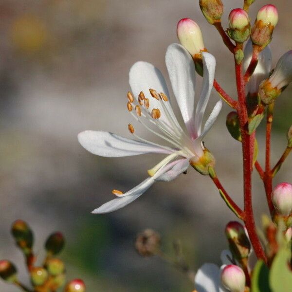 Bejaria racemosa 花