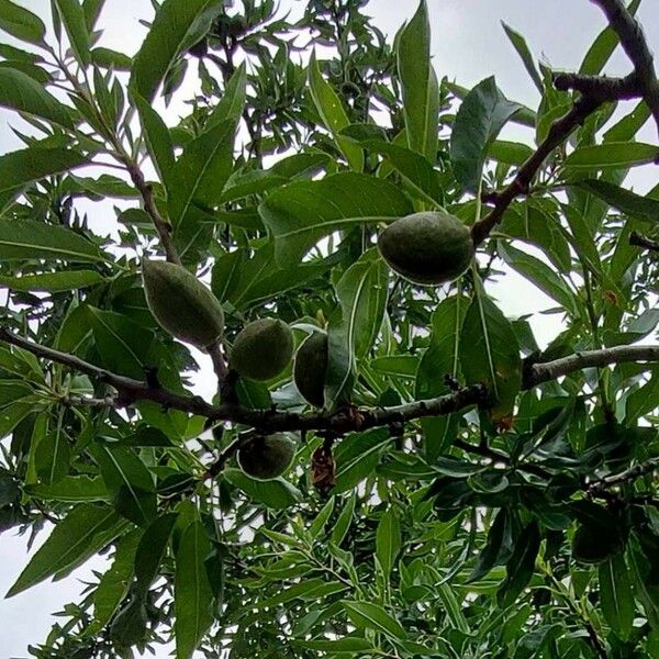 Prunus dulcis Blad