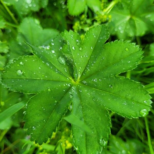 Alchemilla monticola Leaf