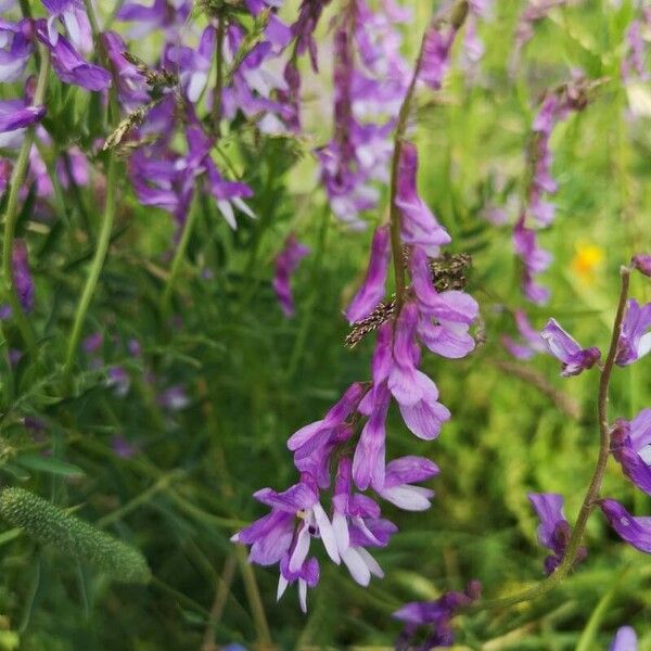 Vicia tenuifolia ফুল