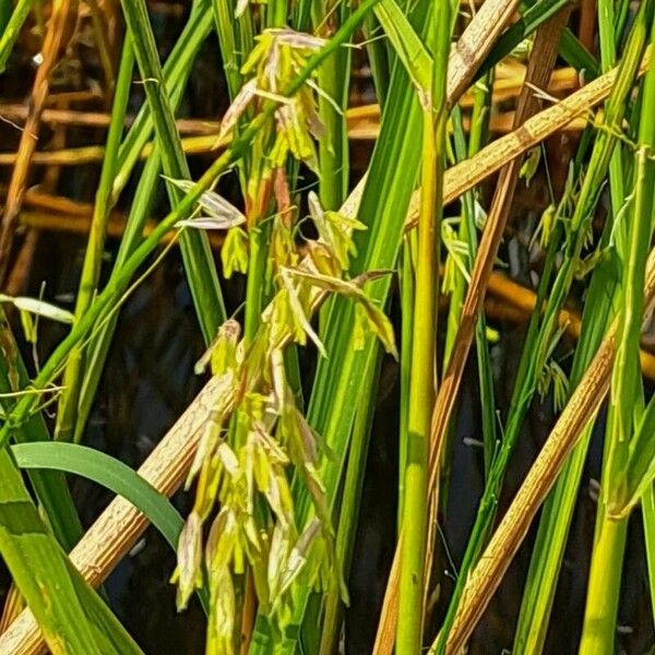 Zizania aquatica Fruit