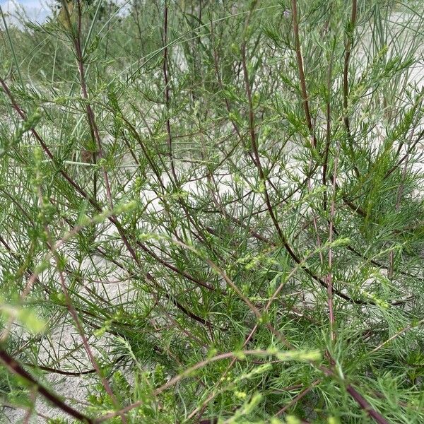 Artemisia scoparia Leaf