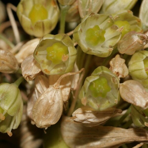 Allium pallens Flower