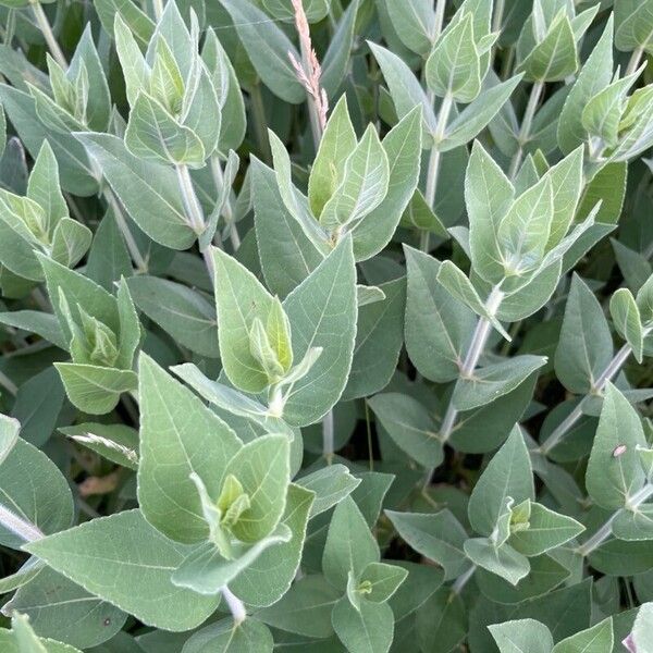 Helianthus mollis Leaf