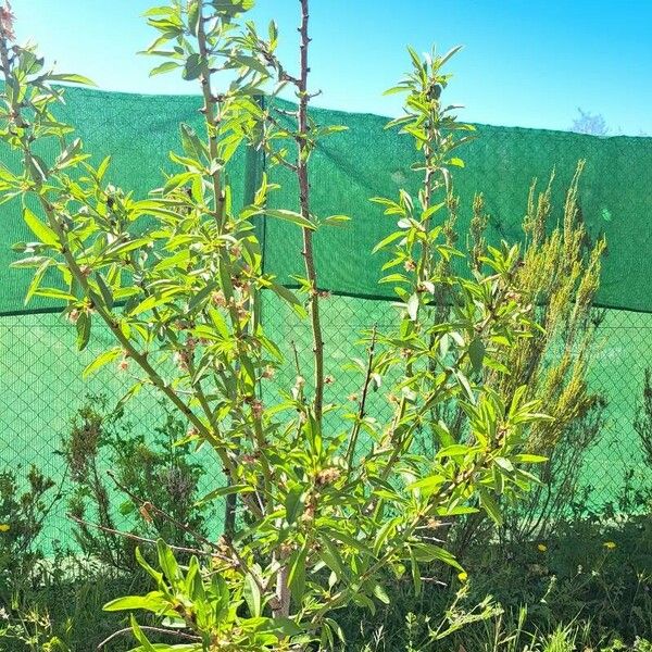 Croton bonplandianus List