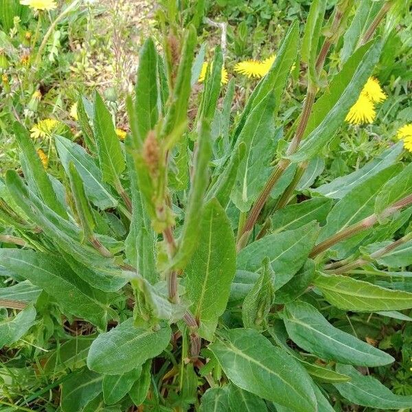 Rumex acetosa Blad