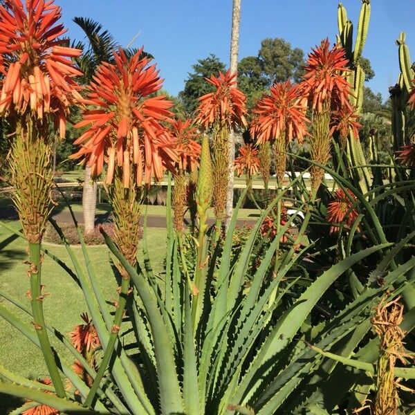 Aloe arborescens Квітка