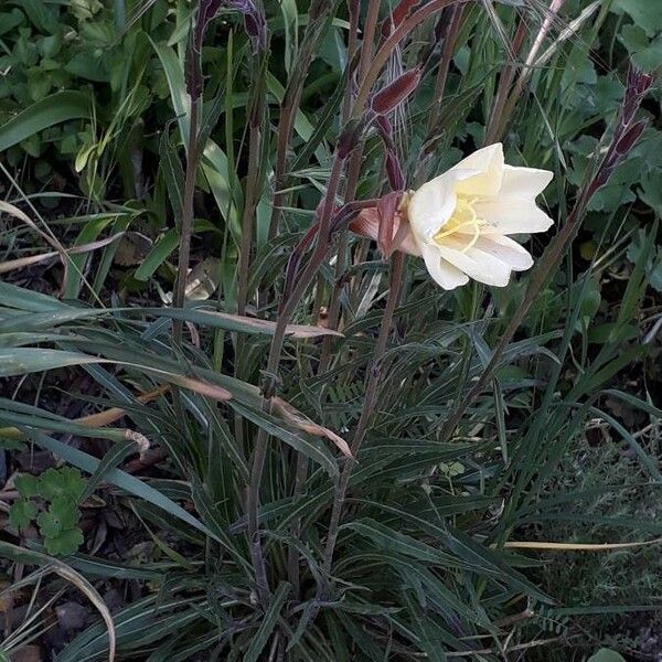 Oenothera stricta Habitus