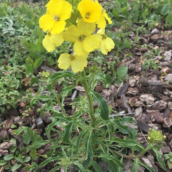 Erysimum asperum Virág