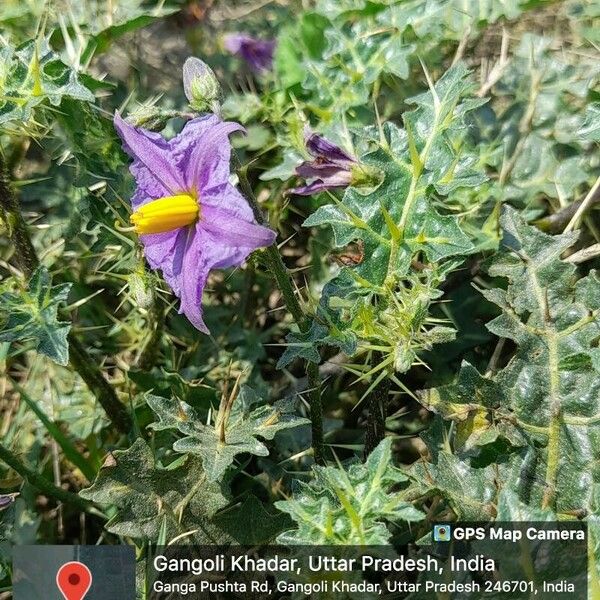 Solanum virginianum Floro