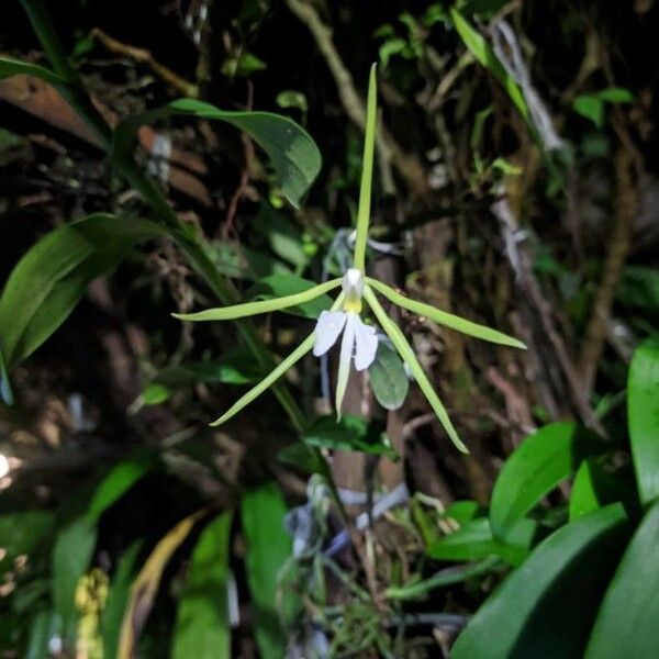 Epidendrum nocturnum Flor