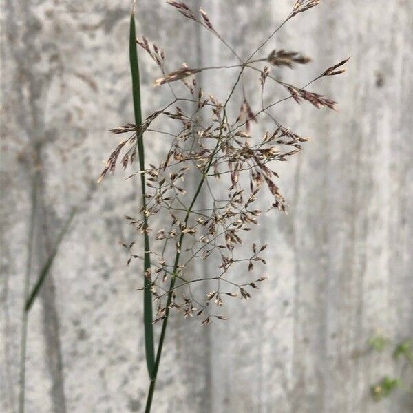 Agrostis capillaris Λουλούδι