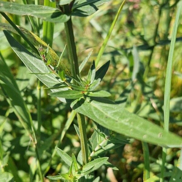 Lythrum salicaria 葉