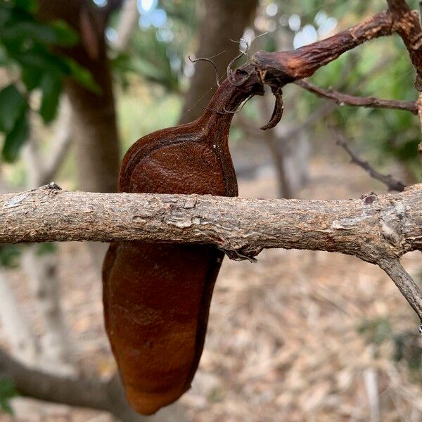 Schotia brachypetala кора