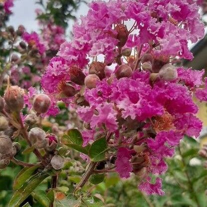 Lagerstroemia indica 花