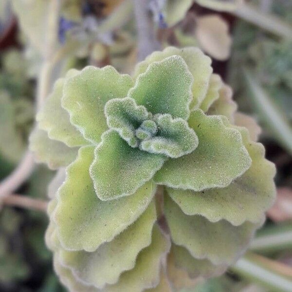 Coleus hadiensis Leaf