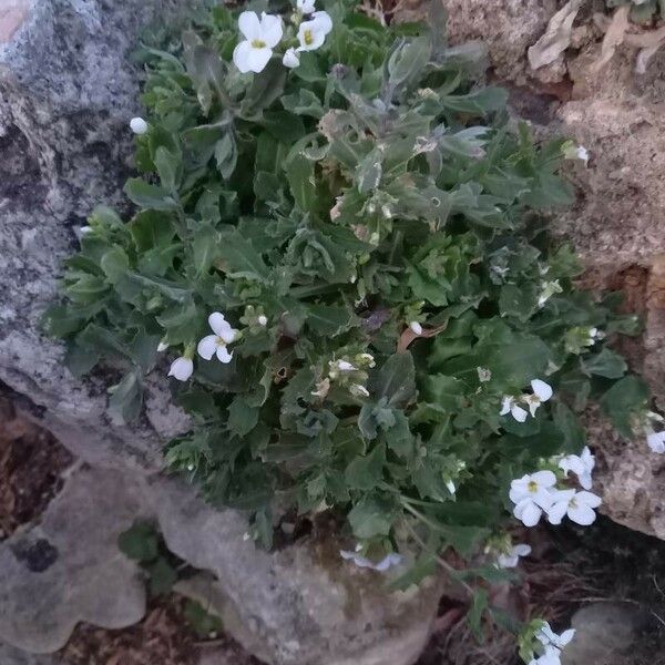 Arabis caucasica Habit