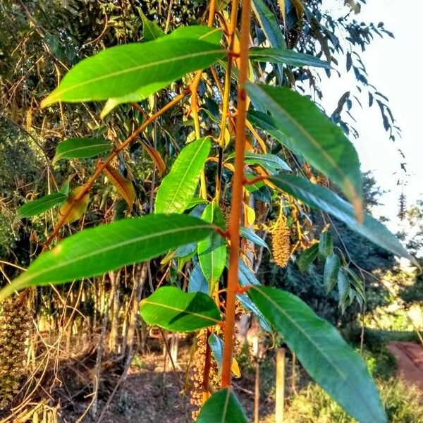 Mabea fistulifera Leaf